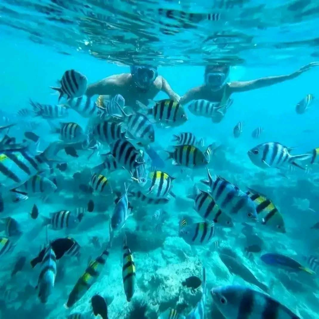 Colourful coral reef and tropical fish underwater