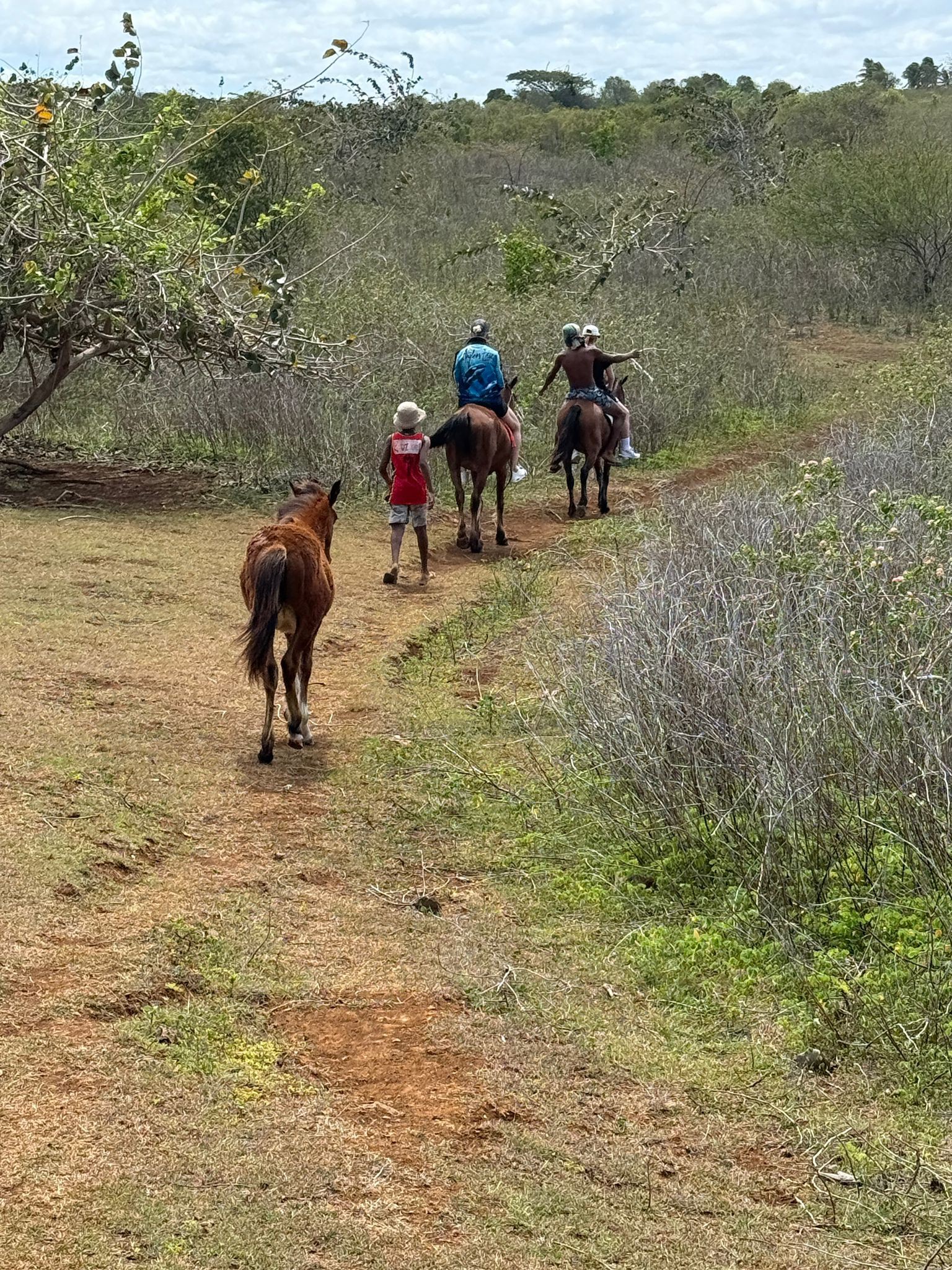 Horse rider on a lush green hillside trail